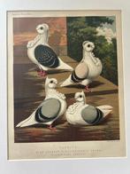 Vincent Brooke Day - Set of 2 beautiful prints - Turbits and