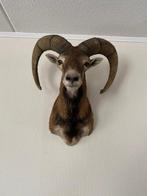 Mouflon Taxidermie hoofdmontage - Ovis aries musimon - 55 cm, Verzamelen, Dierenverzamelingen, Nieuw