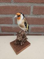 Major Putter Taxidermie volledige montage - Carduelis, Nieuw