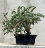 Bonsai Astragalus Maritimus Moris - Hoogte (boom): 15 cm -