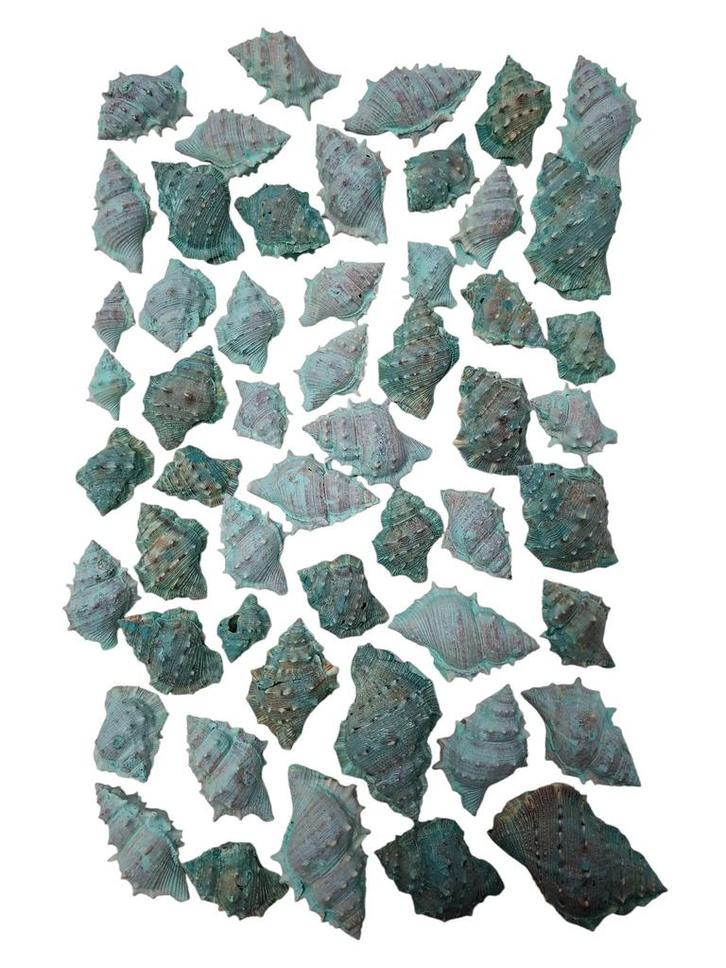 White Chimman Schelpen Groen 500 gram, Hobby en Vrije tijd, Knutselen, Nieuw, Ophalen of Verzenden