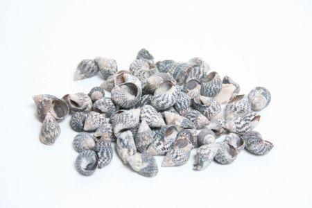 Nassa Pussata schelpen 500 gram, Hobby en Vrije tijd, Knutselen, Nieuw, Ophalen of Verzenden