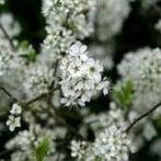 Geurolie Sering voor melts kaarsen en zeep 20 ml, Ophalen of Verzenden, Nieuw