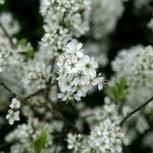 Geurolie Sering voor melts kaarsen en zeep 20 ml, Hobby en Vrije tijd, Knutselen, Nieuw, Ophalen of Verzenden