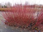 Cornus kornoelje alba kousa Florida mas controversa, Tuin en Terras, Planten | Bomen, Ophalen of Verzenden, 100 tot 250 cm