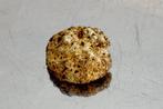 Goud Of Natif, boulette dor, of spongieux.- 1.08 g - (1)