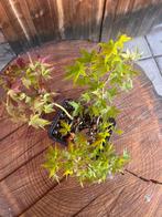 Drietand Esdoorn (Acer Buergerianum) - Hoogte (boom): 30 cm, Antiek en Kunst, Curiosa en Brocante