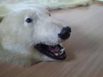 IJsbeer Taxidermie volledige montage - Ursus maritimus - 24, Verzamelen, Dierenverzamelingen, Nieuw