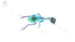 Chrysolophus Pantser - Chrysolophus pictus - 18 cm - 4.5 cm, Nieuw