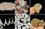 collectie fossielen - Fossiele tand - coleccion de fosiles, Verzamelen, Mineralen en Fossielen