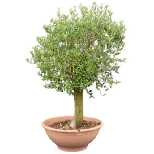 Olijfboom in schaal - Omtrek: 20-30 cm | Hoogte: 140 cm, Tuin en Terras, Planten | Bomen, Ophalen of Verzenden