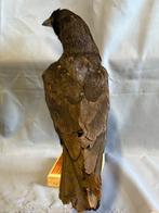 Zwarte Cornacchia Taxidermie volledige montage - Corvus, Nieuw