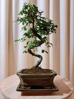 Chinese iep bonsai (Ulmus parviflora) - Hoogte (boom): 24 cm