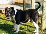 FarmDogs | Meerdere types gezonde Old English Buldoggen!, Parvo, Nederland, Bulldog, Meerdere