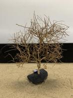 Osaka Bonsai Tree nr 17 - 43x15x55cm - aquascaping boom, Dieren en Toebehoren, Vissen | Aquaria en Toebehoren, Ophalen of Verzenden