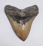Fossiele tand - Carcharocles Megalodon - 12.9 cm