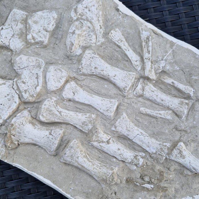 Fossil mosasaur fin - Fossiel skelet - Flipper, paddle -, Verzamelen, Mineralen en Fossielen