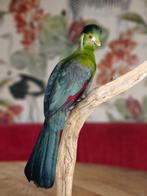 toerako Taxidermie volledige montage - EU ONLY -, Verzamelen, Dierenverzamelingen, Nieuw