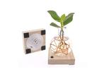 Mini Clusia plant in glas met LED verlichting - Hydroponie, Huis en Inrichting, Kamerplanten, Verzenden