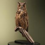 Europese Oehoe Taxidermie Opgezette Dieren By Max, Ophalen of Verzenden, Nieuw, Vogel, Opgezet dier