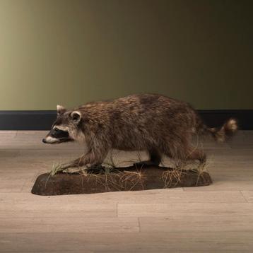 Wasbeer Taxidermie Opgezette Dieren By Max