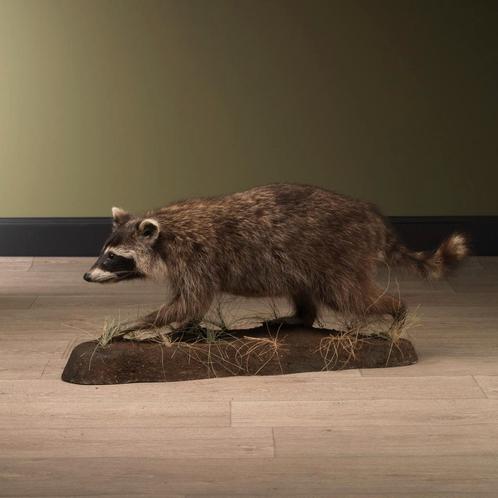 Wasbeer Taxidermie Opgezette Dieren By Max, Verzamelen, Dierenverzamelingen, Opgezet dier, Nieuw, Wild dier, Ophalen of Verzenden