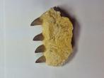Mosasaurus - Fossiele tand - 12 cm (Zonder Minimumprijs), Verzamelen, Mineralen en Fossielen