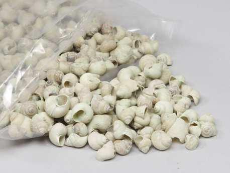 Umachi schelpen green washed, 1 kilo, Hobby en Vrije tijd, Knutselen, Nieuw, Ophalen of Verzenden