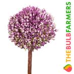 Bloembollen - 40 x Allium Summer Drummer - roze met paars, Tuin en Terras, Bloembollen en Zaden, Verzenden, Voorjaar, Volle zon