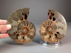 Ammoniet - Topkwaliteit - gesegmenteerd - Gefossiliseerd
