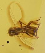 Birmese Amber - Fossiele cabochon - Dolichopodidae