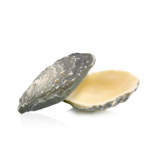 Dobla Chocoladedecoratie Oester (12 stuks), Hobby en Vrije tijd, Taarten en Cupcakes maken, Nieuw, Verzenden