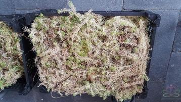 Kratje spaghnum sphagnum, kan ook in een zak zitten voor beschikbaar voor biedingen
