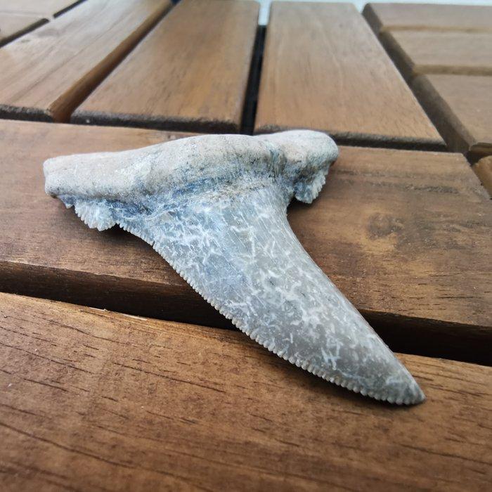 Haai - Fossiele tand - Otudus Sokolovi (Zonder Minimumprijs), Verzamelen, Mineralen en Fossielen