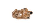 Fossiel Waskom 54x29x12 cm | Versteend Hout, Verzenden, Nieuw, Wastafelkast