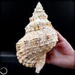 Unieke reuzenmossel – een indrukwekkend kunstwerk van de