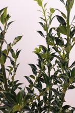 Hulst Alaska/Ilex aquifolium Alaska 50t/m175cm, Ophalen of Verzenden, Overige soorten, Haag, 100 tot 250 cm