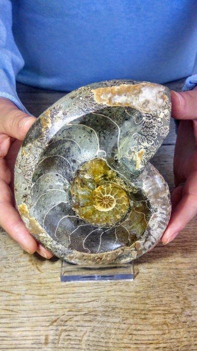 Ammoniet - Gefossiliseerd dier - Aioloceras (Cleoniceras), Verzamelen, Mineralen en Fossielen