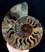 Ammoniet - Gefossiliseerd dier - Aioloceras (Cleoniceras)