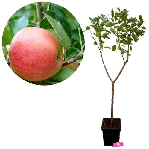 Appelboom Pinova, Tuin en Terras, Planten | Fruitbomen, Volle zon, Verzenden