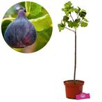 Vijgenboom Ficus carica Black Mission + Pot 17, Tuin en Terras, Planten | Fruitbomen, Volle zon, Verzenden