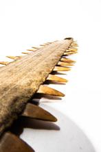 EU ONLY - ZELDZAM  Zaagblad van de zaagrochel/hai zeer, Nieuw