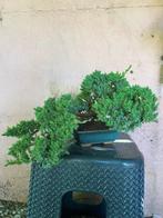 Jeneverbes bonsai (Juniperus) - Hoogte (boom): 17 cm -, Antiek en Kunst