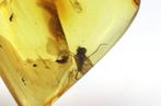 Authentieke Baltische amber met fossiele, Verzamelen