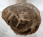 sculptuur, sculpture - 24 cm - Fossiel Hout., Verzamelen, Mineralen en Fossielen