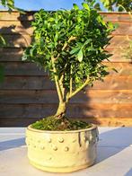 ilex bonsai (japanse hulst) - Hoogte (boom): 20 cm - Diepte, Antiek en Kunst