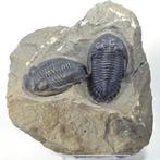 Trilobiet - Fossiel rugschild - Hollardops mesocristata -, Verzamelen, Mineralen en Fossielen