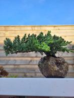 Jeneverbes bonsai (Juniperus) - Hoogte (boom): 8 cm - Diepte