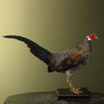 Sonnerathoen Kip Taxidermie Opgezette Dieren By Max, Verzamelen, Dierenverzamelingen, Ophalen of Verzenden, Nieuw, Vogel, Opgezet dier