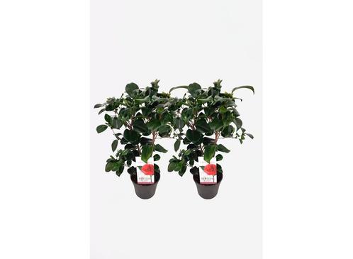 Camellia japonica japanse roos Lady Campbell - set van 2, Huis en Inrichting, Kamerplanten, Verzenden